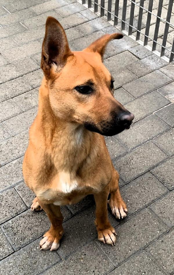 SIMBA SIMPATICO LUPETTO Foto 6